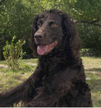 Chip the dog